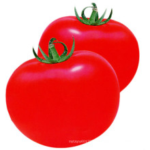 HT44 Qulean grande taille hybride f1 meilleures graines de tomate avec un rendement élevé pour la maison verte